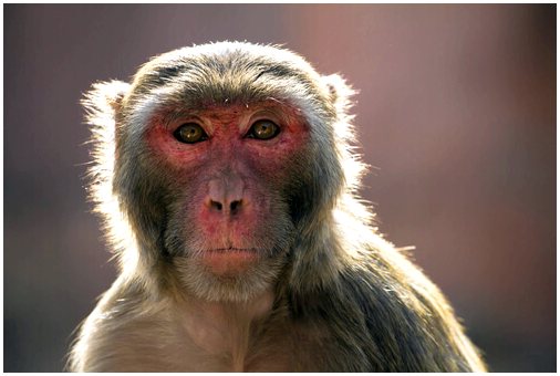 Могилы животных: 4000-летняя обезьяна