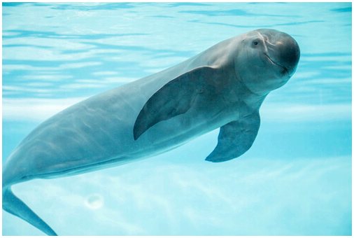 Морские свиньи: в чем разница с дельфинами?