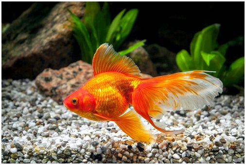 Нужен ли золотой рыбке большой аквариум?