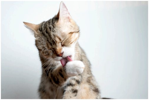 Остеоартроз у кошек: симптомы и лечение