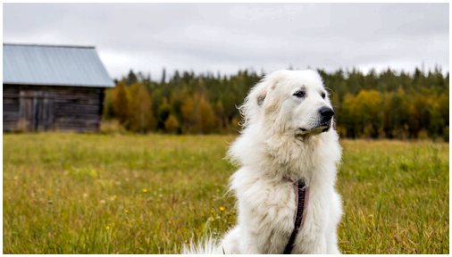 Пиренейская горная собака: все, что нужно знать
