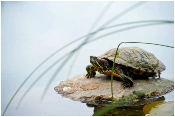Почему флоридская черепаха запрещена в качестве домашнего животного?