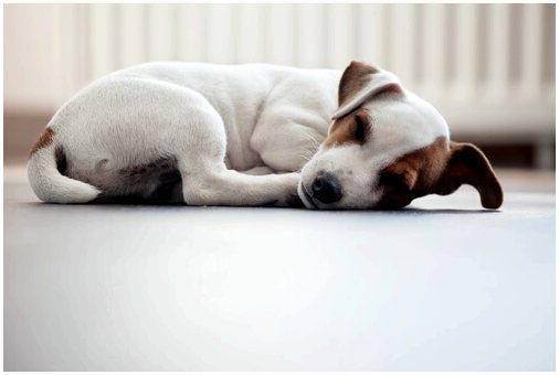 6 способов отдохнуть у собак