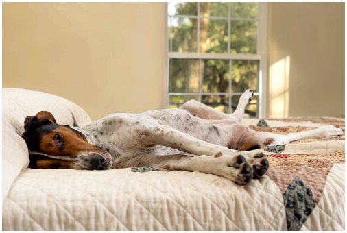 Позы отдыха: как спит ваша собака