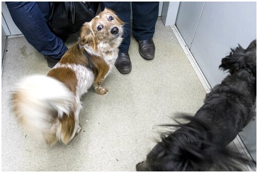 Правила содержания собак в общественных лифтах
