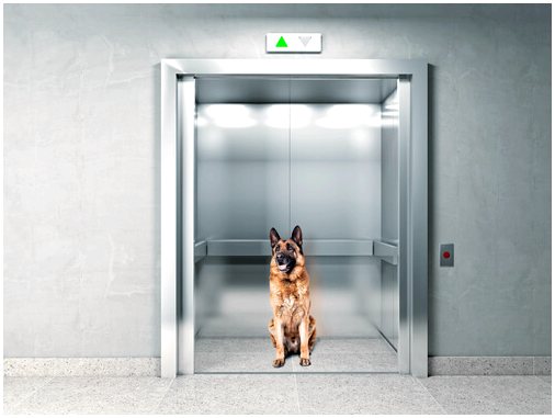 Правила содержания собак в общественных лифтах