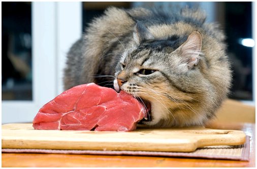 Правильное питание кошек: 4 совета, которые следует знать