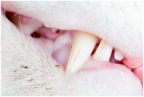 Проблемы с зубами кошки: что делать?