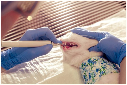 Проблемы с зубами кошки: что делать?