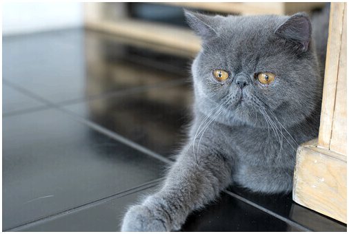 Проблемы с кожей у персидских кошек
