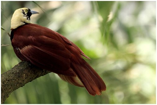 Райские птицы: виды и характеристика