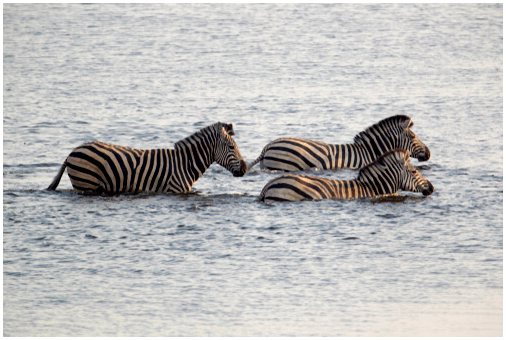Равнинная зебра: характеристика и среда обитания