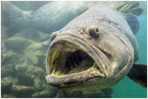 Рыба гуато: характеристика и среда обитания