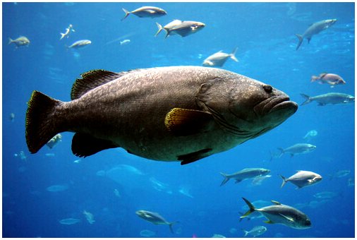 Рыба гуато: характеристика и среда обитания