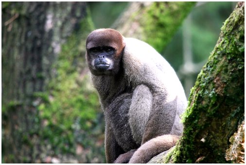 Серая шерстистая обезьяна: характеристика, поведение и среда обитания