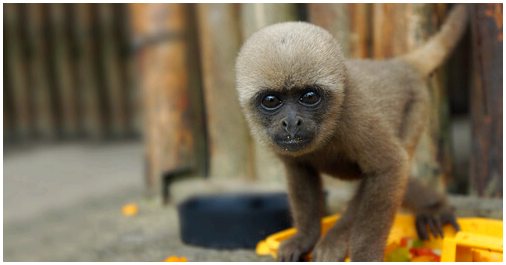 Серая шерстистая обезьяна: характеристика, поведение и среда обитания
