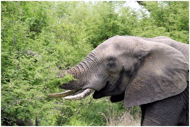 Слон: характеристики, поведение и среда обитания