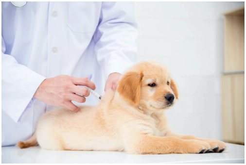 Собачья чума: симптомы, лечение и заражение