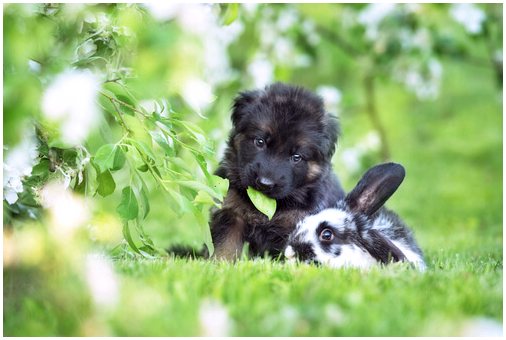 Сосуществование собаки и кролика