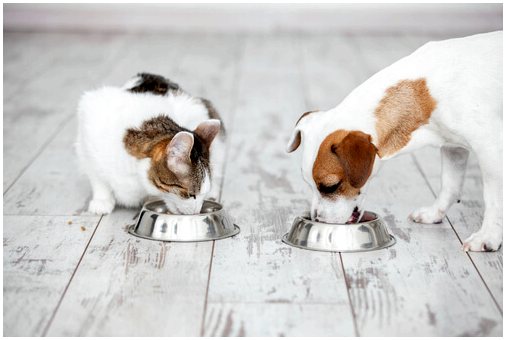 Различия в кормлении кошек и собак