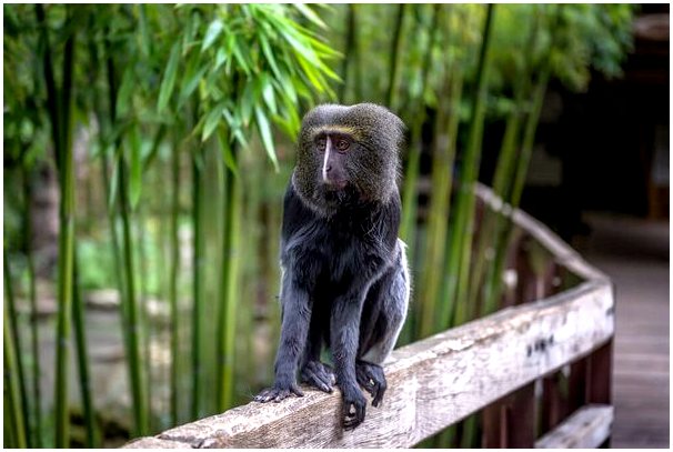Совообразная обезьяна: характеристика и среда обитания