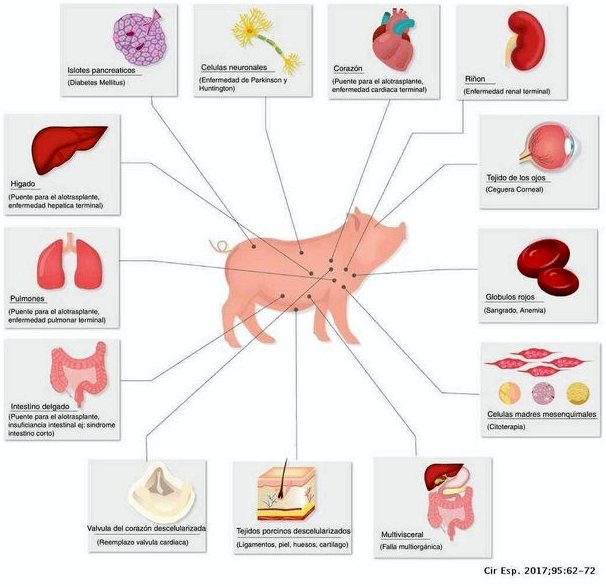 Свиньи и ксенотрансплантация