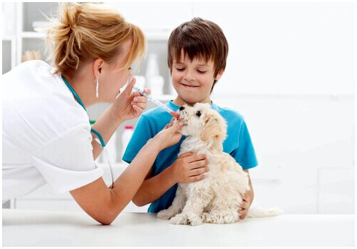 Устойчивость к противомикробным препаратам продолжает подрывать достижения в ветеринарии