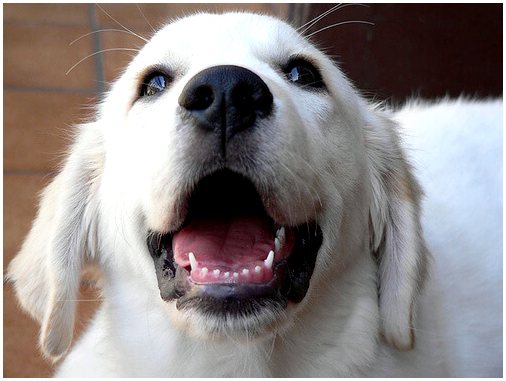 Ваша собака страдает неприятным запахом изо рта? Борись с этим!