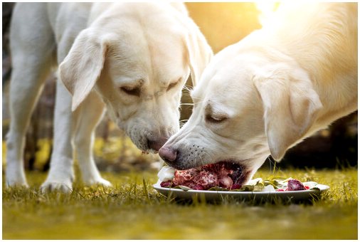 Могут ли собаки есть чечевицу?