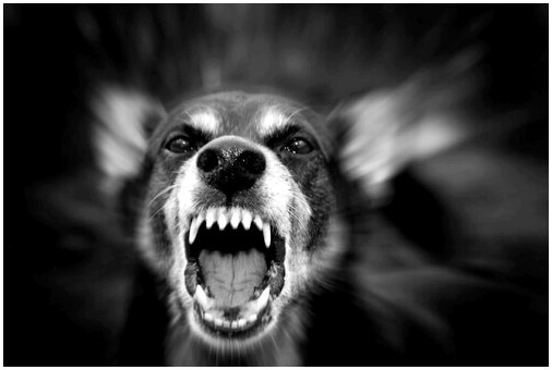 Виды собачьей агрессии