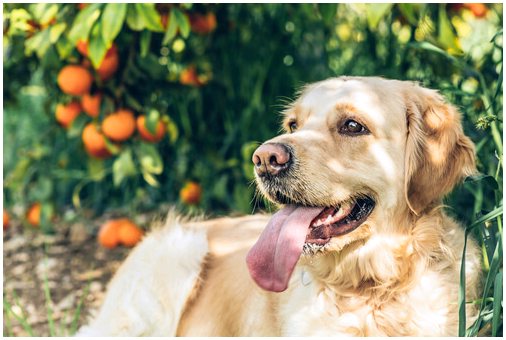Витамин С у собак: согласно научным данным, он необходим?