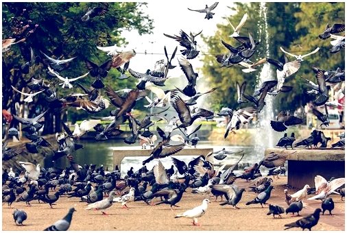 Законно ли использование никарбазина для борьбы с популяцией голубей?