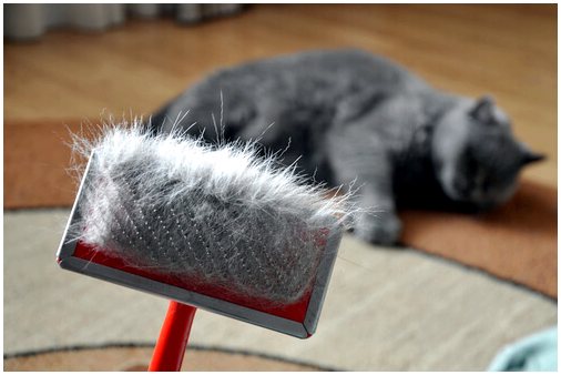 Как избежать образования комков шерсти у кошек