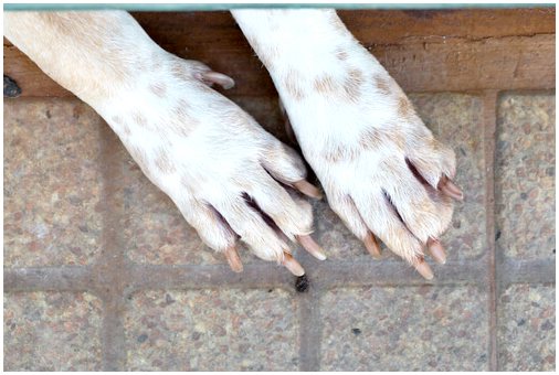 5 проблем, которые могут повлиять на когти вашей собаки