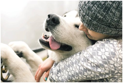 5 способов улучшить качество жизни собак
