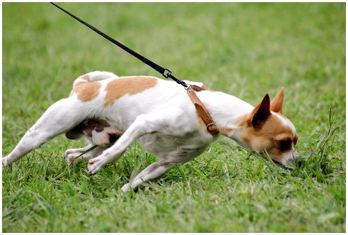 Дрессировка поводка: когда ваша собака отказывается ходить