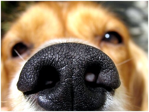 Запах собаки используется для обнаружения рака груди