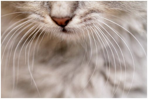 Почему у кошек на передних лапах есть усы?