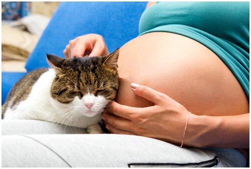 Домашние животные и материнство: токсоплазмоз
