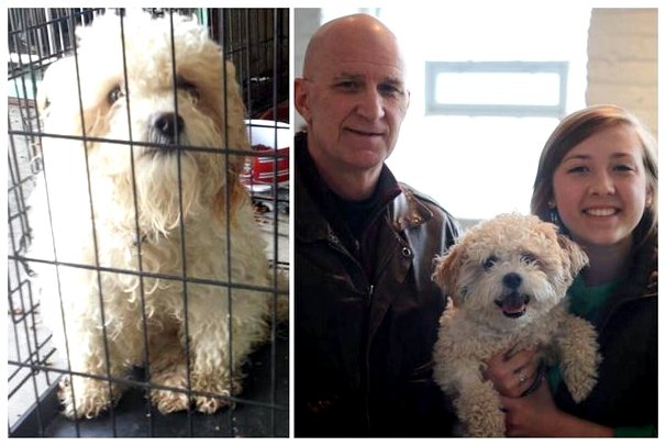 Фотографии собак до и после спасения