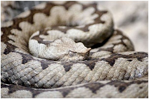 Гремучие змеи: ядовитый вид из Северной Америки