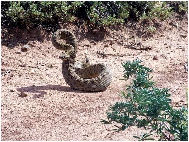 Гремучие змеи: ядовитый вид из Северной Америки