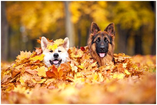 Идеи для прогулки с собакой осенью