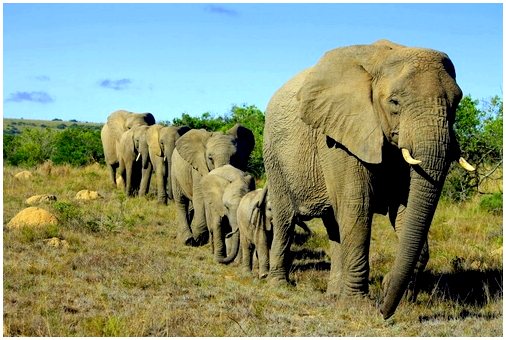 Слоны - социальные животные
