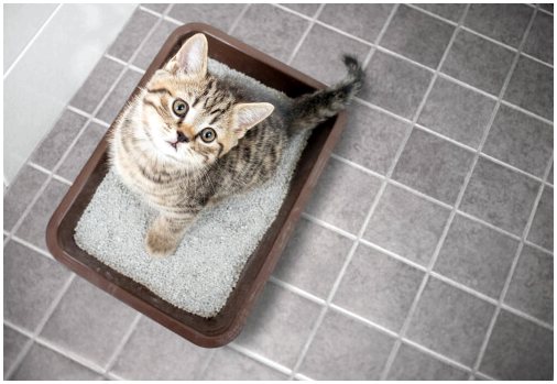 Как приучить кошку пользоваться туалетным лотком