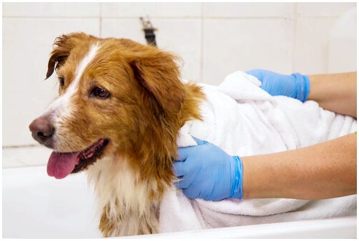 Как избавиться от чумы мокрых собак