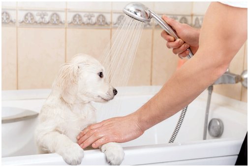 Советы по содержанию дома в чистоте с собакой