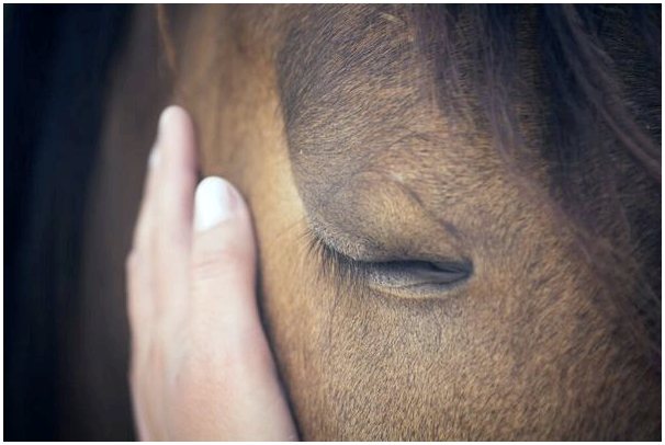 Лошади могут интерпретировать человеческие выражения и эмоции