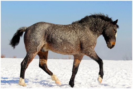 Кудрявая лошадь: загадочная и гипоаллергенная