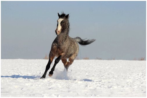 Кудрявая лошадь: загадочная и гипоаллергенная